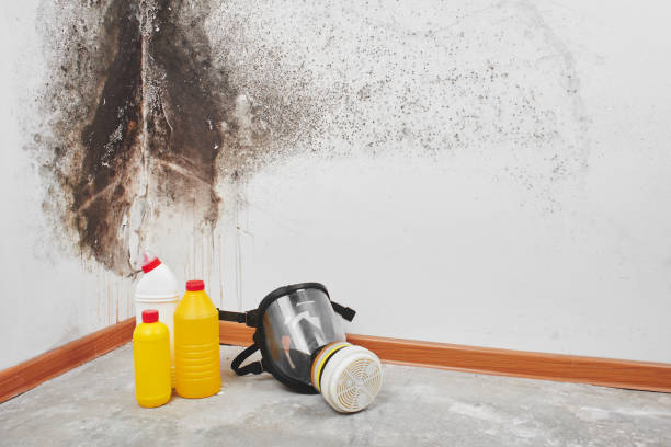 Best Professional Mold Removal  in Beachwood, NJ