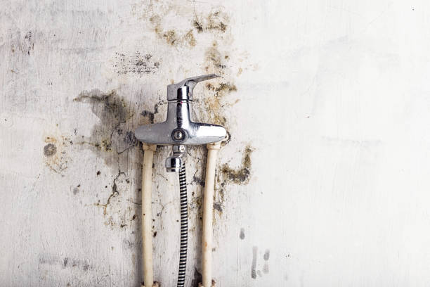 Best Black Mold Removal  in Beachwood, NJ