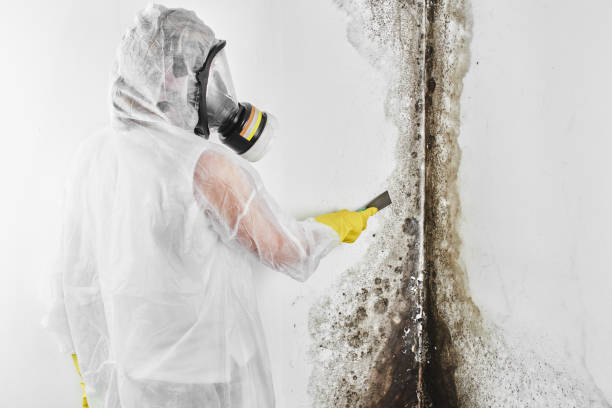 Best Attic Mold Removal  in Beachwood, NJ
