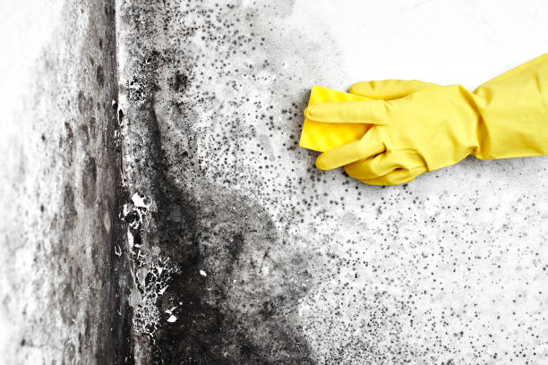 Best Residential Mold Removal  in Beachwood, NJ