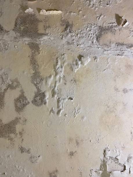 Best Certified Mold Removal  in Beachwood, NJ