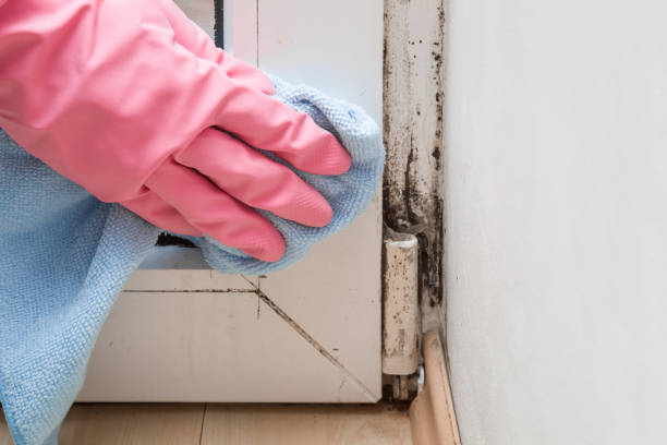 Best Certified Mold Removal  in Beachwood, NJ
