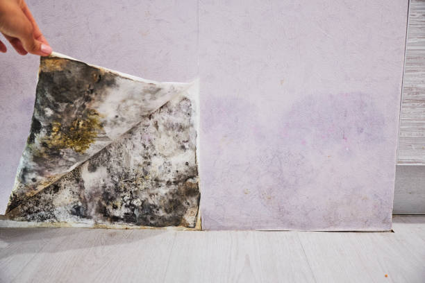 Best Mold Remediation  in Beachwood, NJ